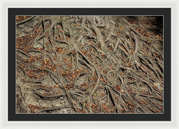 Trees' Roots - Framed Print