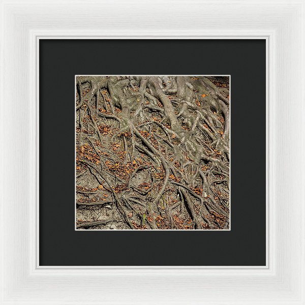 Trees' Roots - Framed Print
