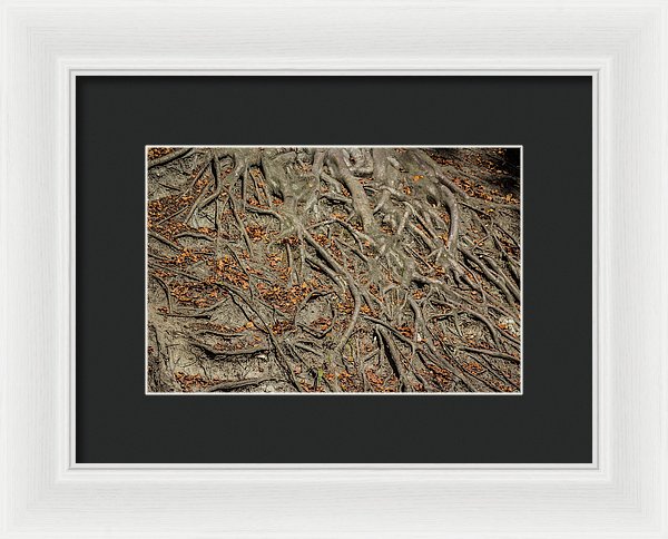 Trees' Roots - Framed Print