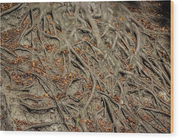 Trees' Roots - Wood Print