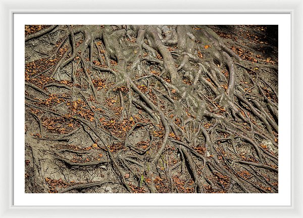 Trees' Roots - Framed Print