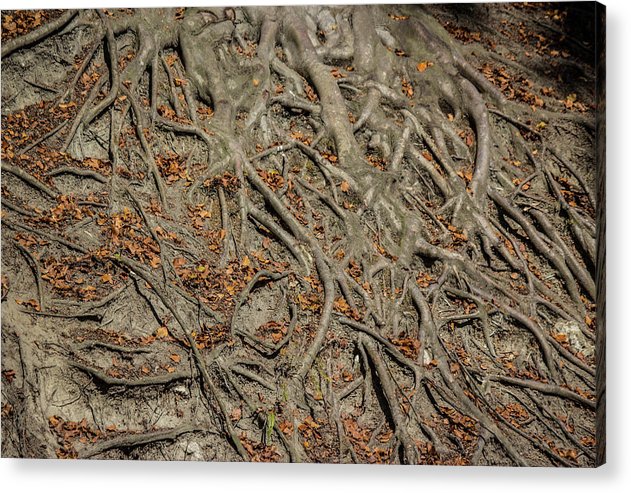Trees' Roots - Acrylic Print