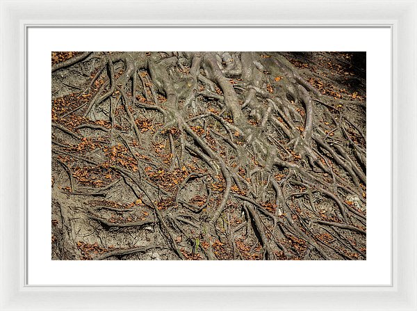 Trees' Roots - Framed Print