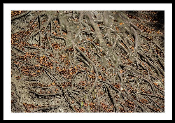 Trees' Roots - Framed Print