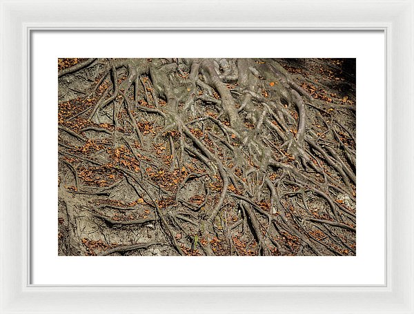 Trees' Roots - Framed Print