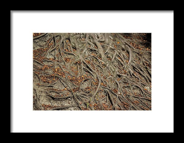 Trees' Roots - Framed Print