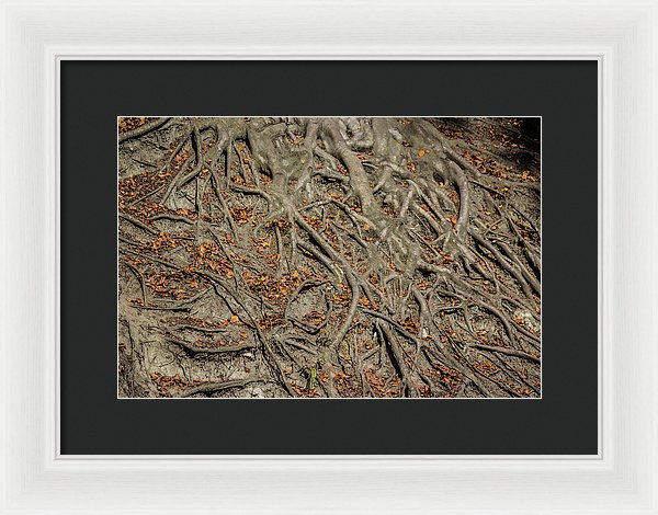 Trees' Roots - Framed Print