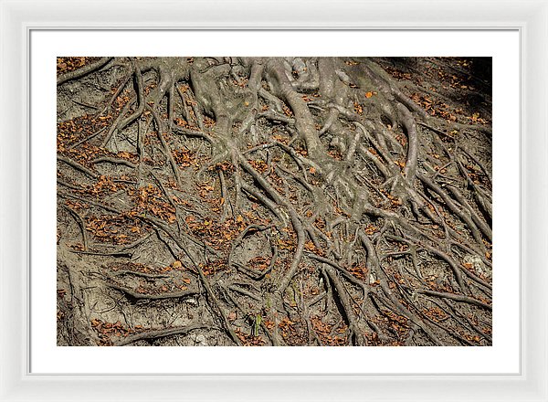 Trees' Roots - Framed Print