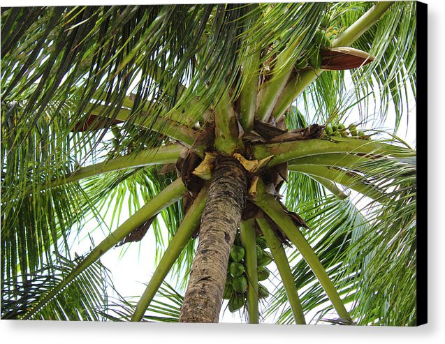Under The Coconut Tree - Canvas Print