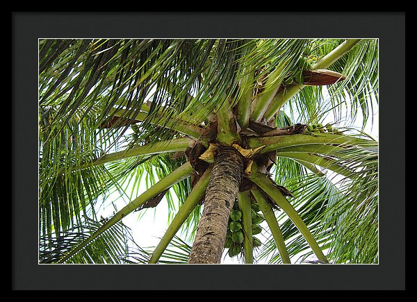 Under The Coconut Tree - Framed Print