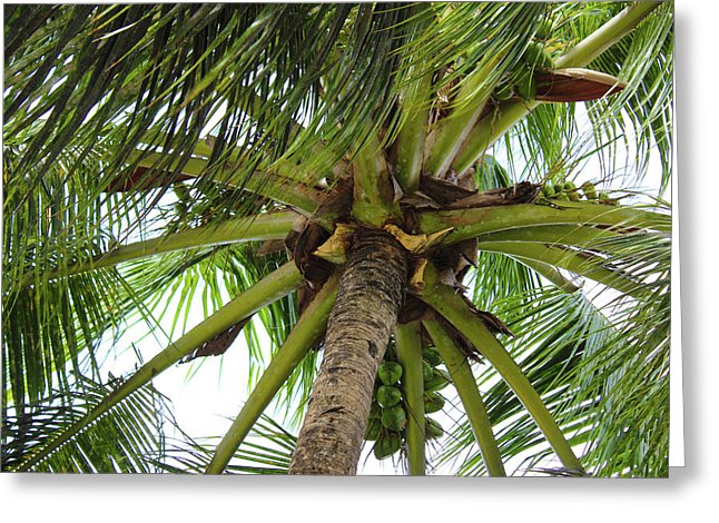 Under The Coconut Tree - Greeting Card