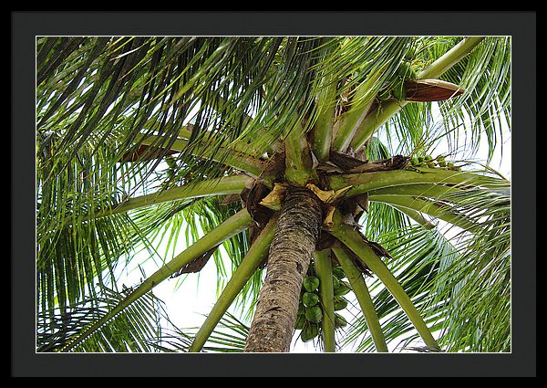 Under The Coconut Tree - Framed Print