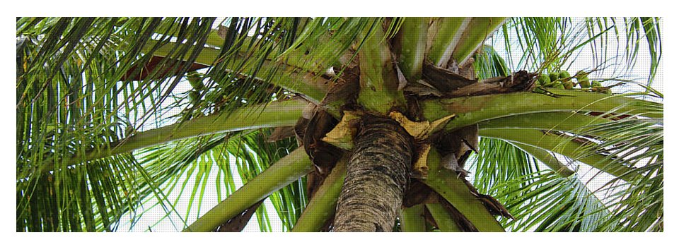 Under The Coconut Tree - Yoga Mat