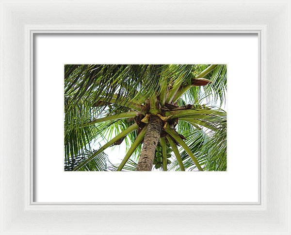 Under The Coconut Tree - Framed Print