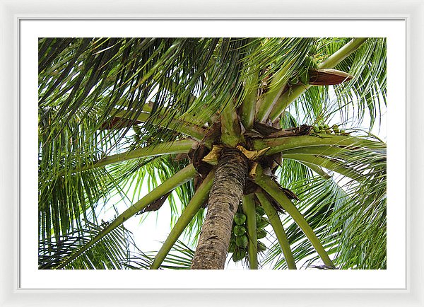 Under The Coconut Tree - Framed Print