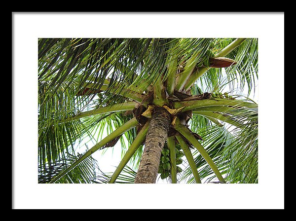 Under The Coconut Tree - Framed Print