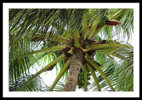 Under The Coconut Tree - Framed Print