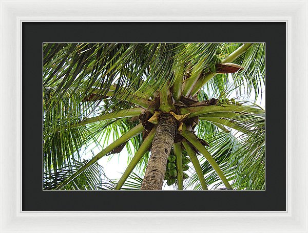 Under The Coconut Tree - Framed Print
