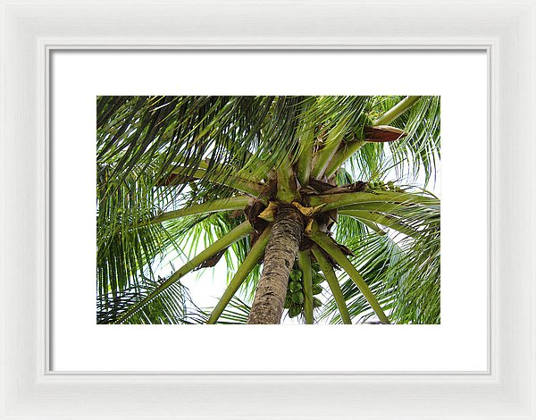 Under The Coconut Tree - Framed Print