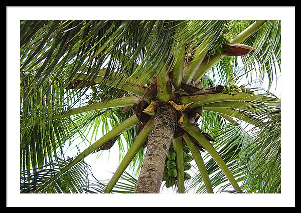 Under The Coconut Tree - Framed Print