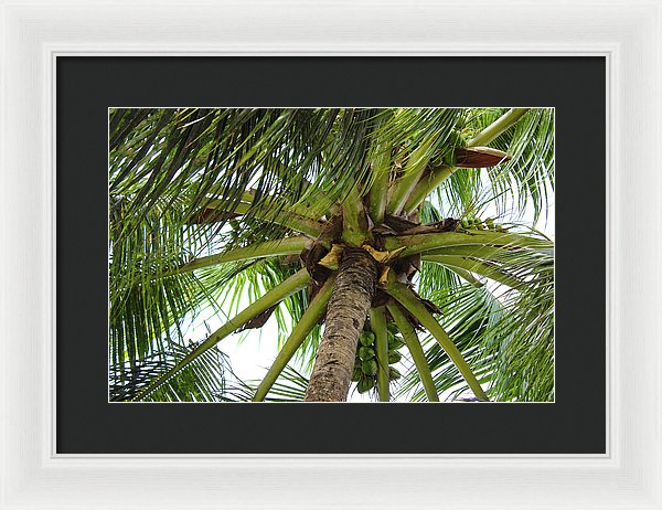 Under The Coconut Tree - Framed Print