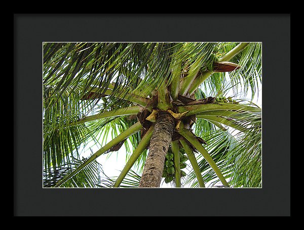 Under The Coconut Tree - Framed Print