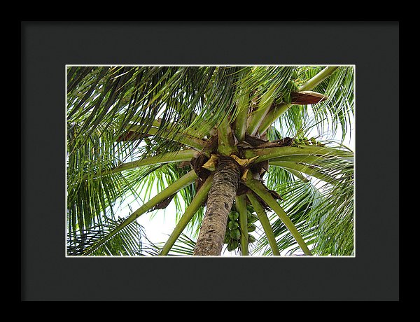 Under The Coconut Tree - Framed Print