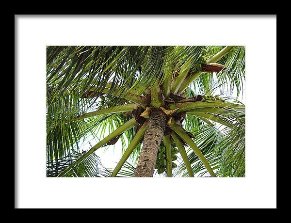 Under The Coconut Tree - Framed Print