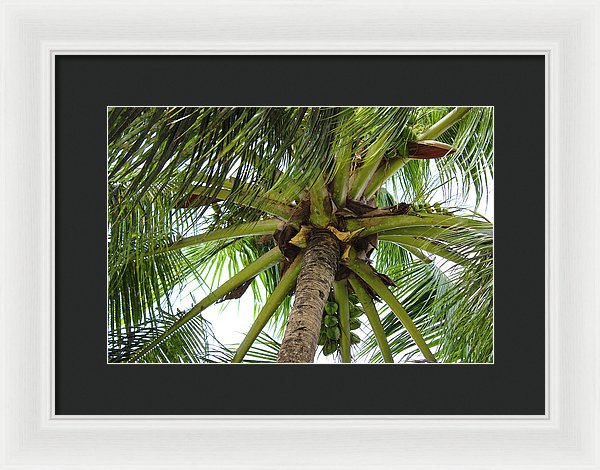 Under The Coconut Tree - Framed Print