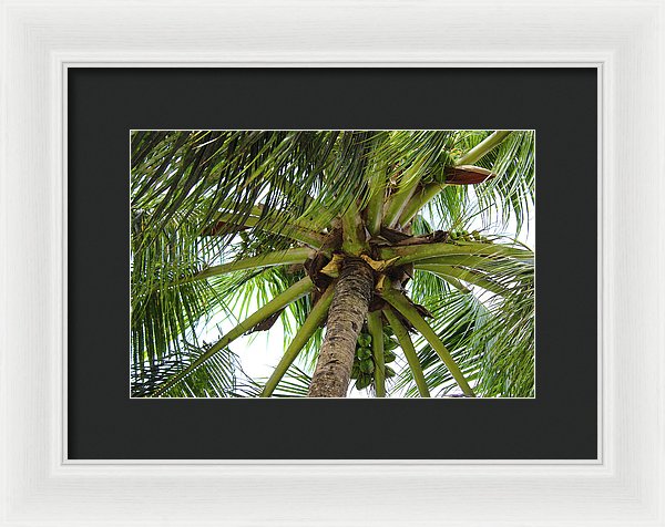 Under The Coconut Tree - Framed Print