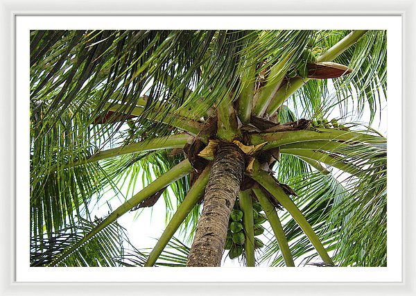 Under The Coconut Tree - Framed Print