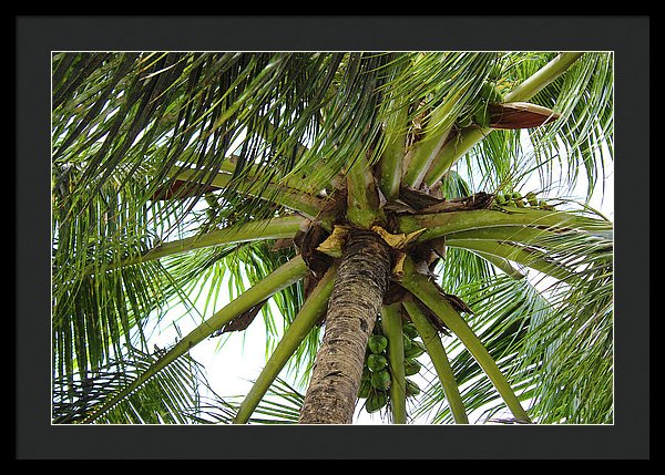 Under The Coconut Tree - Framed Print