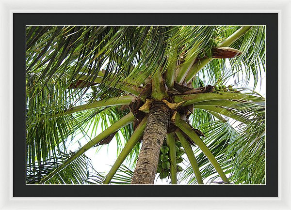 Under The Coconut Tree - Framed Print