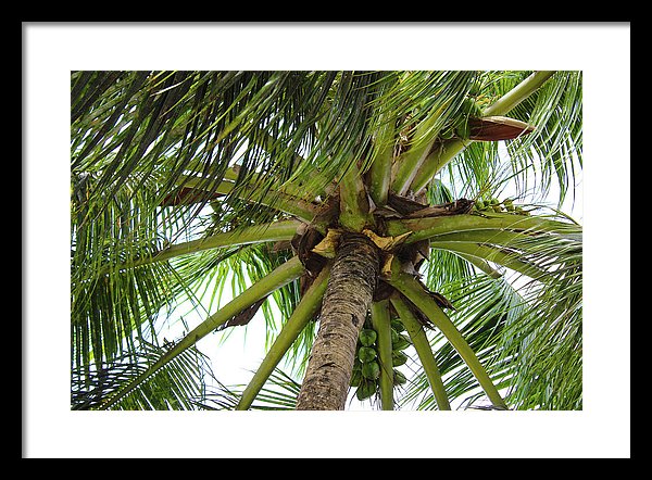 Under The Coconut Tree - Framed Print