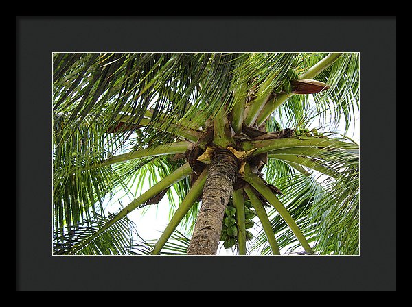 Under The Coconut Tree - Framed Print