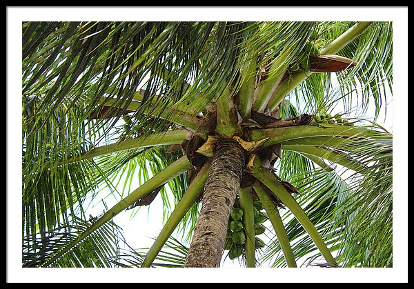 Under The Coconut Tree - Framed Print