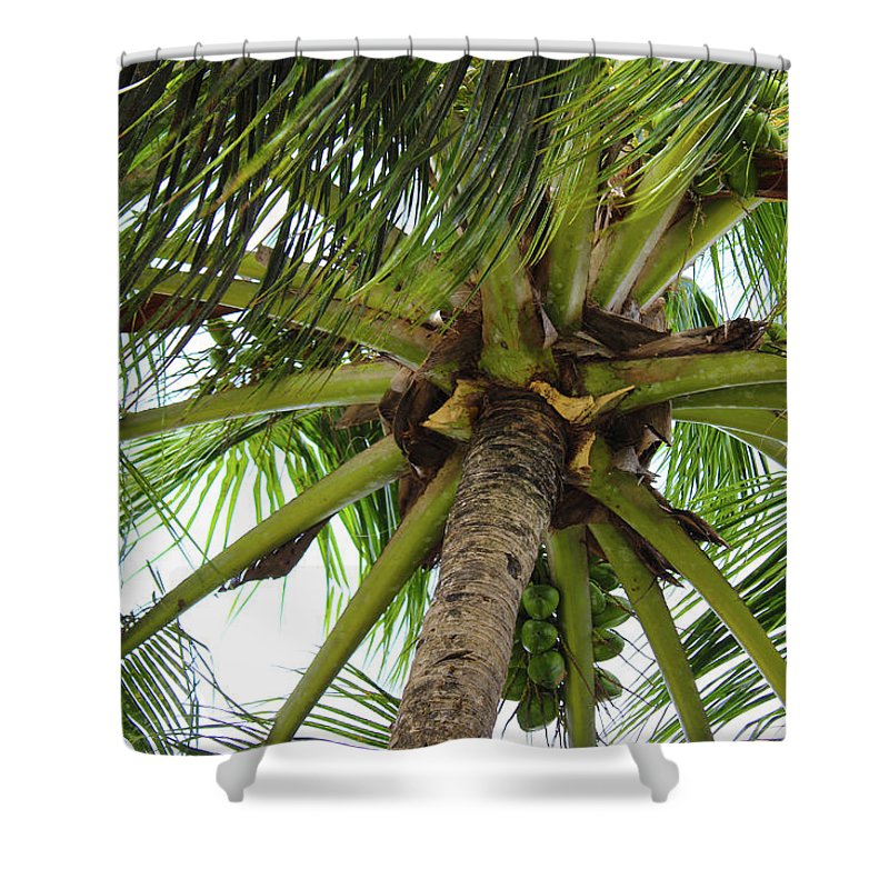 Under The Coconut Tree - Shower Curtain
