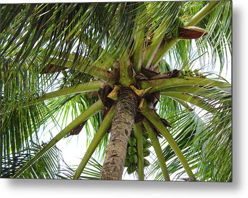 Under The Coconut Tree - Metal Print