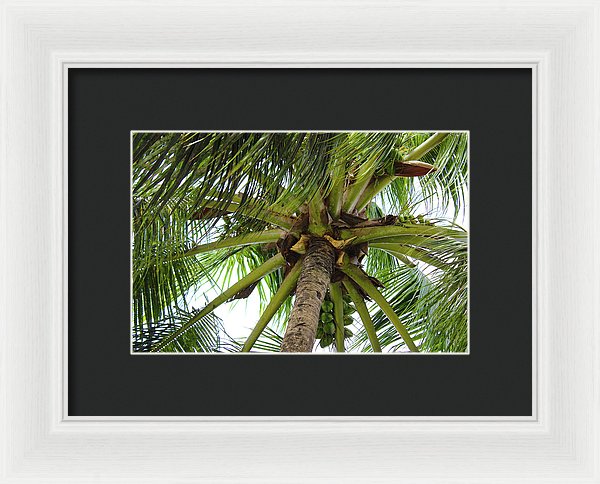 Under The Coconut Tree - Framed Print