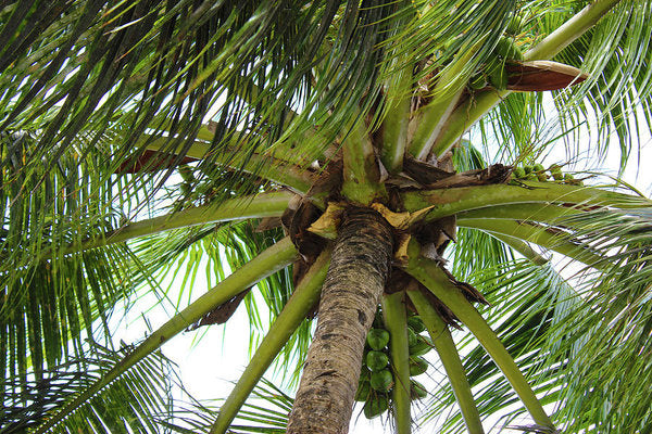 Under The Coconut Tree - Art Print