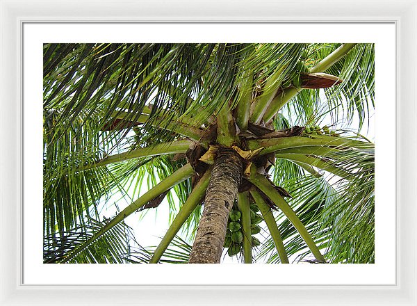 Under The Coconut Tree - Framed Print