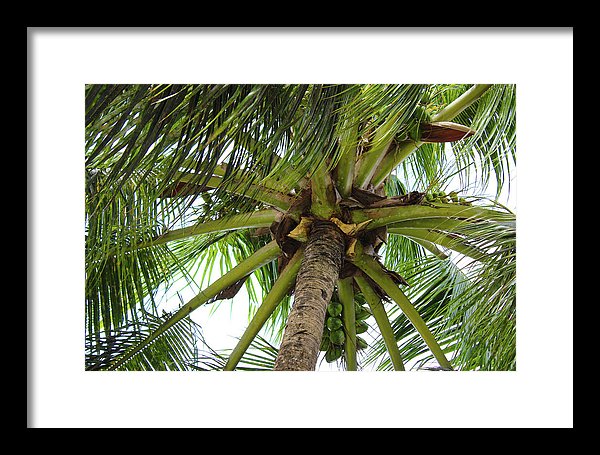 Under The Coconut Tree - Framed Print