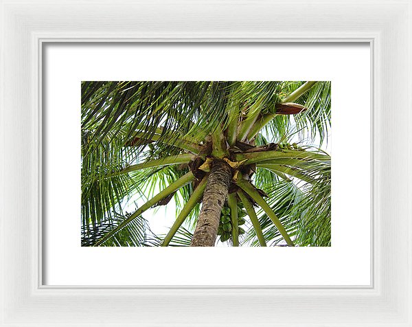 Under The Coconut Tree - Framed Print