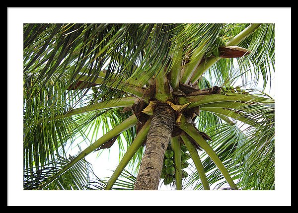 Under The Coconut Tree - Framed Print