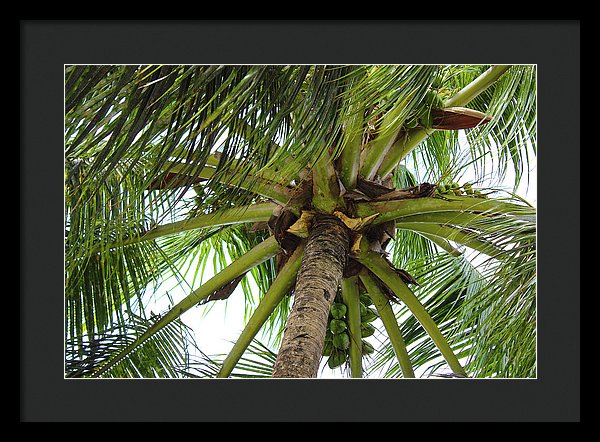 Under The Coconut Tree - Framed Print