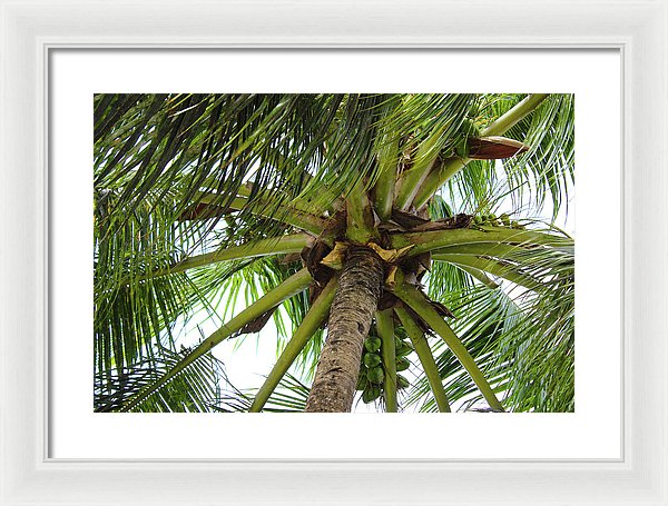 Under The Coconut Tree - Framed Print