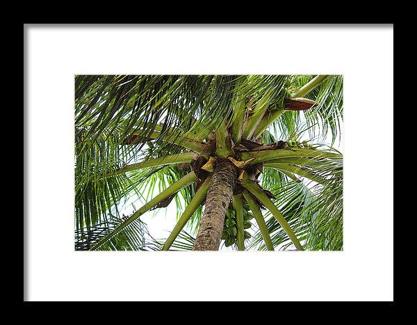 Under The Coconut Tree - Framed Print