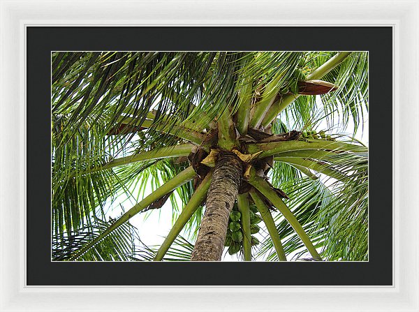 Under The Coconut Tree - Framed Print