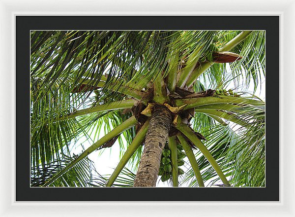 Under The Coconut Tree - Framed Print