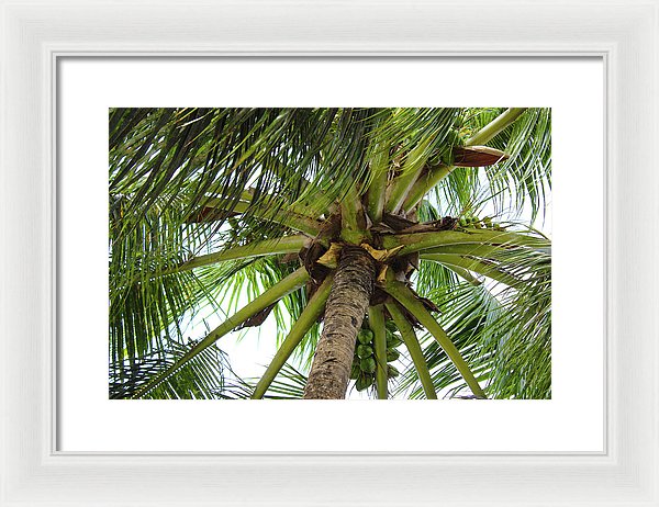 Under The Coconut Tree - Framed Print